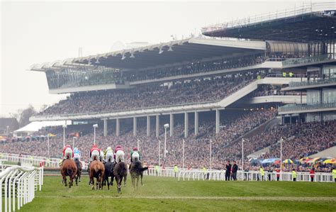 horse racing tips cheltenham